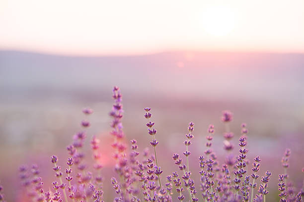 pôr do sol sobre uma violeta. - violet blossom spring nature - fotografias e filmes do acervo