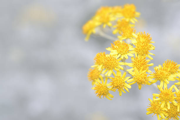 Taken in a park of Tokyo.