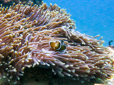 This is a wild Western Clownfish, scientific name is Anemonefish (Amphiprion Ocellaris). These fish are fascinating in that they live in the Anemone Coral (Magnificent Anemone, Heteractis magnifica), having a symbiotic relationship with them.  The Clownfish coats itself in the stinging mucus excreted by the Anemone and is thereby protected from the venom and predators. In return the Clownfish feeds on parasites and small predators that infest and try to eat the Anemone. Of course this little fish was made famous by the Pixar movie 'Finding Nemo', however this also unfortunately led to the decimation of wild population numbers due to demand from the aquarium trade.