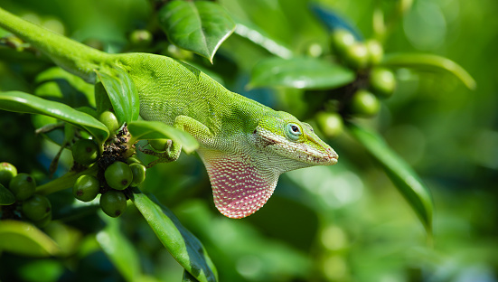 Green Anole lizard (Anolis carolinensis) showing off his bright pink dewlap