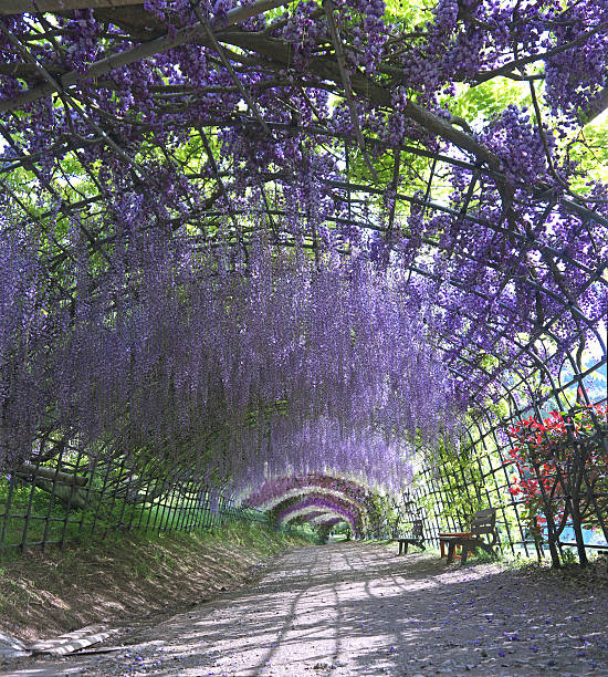 등나무 터널 - formal garden garden path bench flower 뉴스 사진 이미지