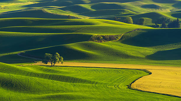 Lone Tree in the Field Palouse, WA is very beautiful place to visit in spring. whitman county washington state stock pictures, royalty-free photos & images