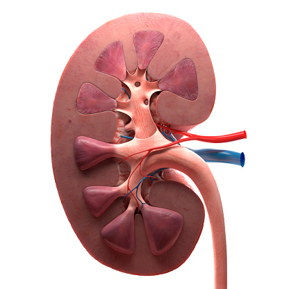3d kidney on white background