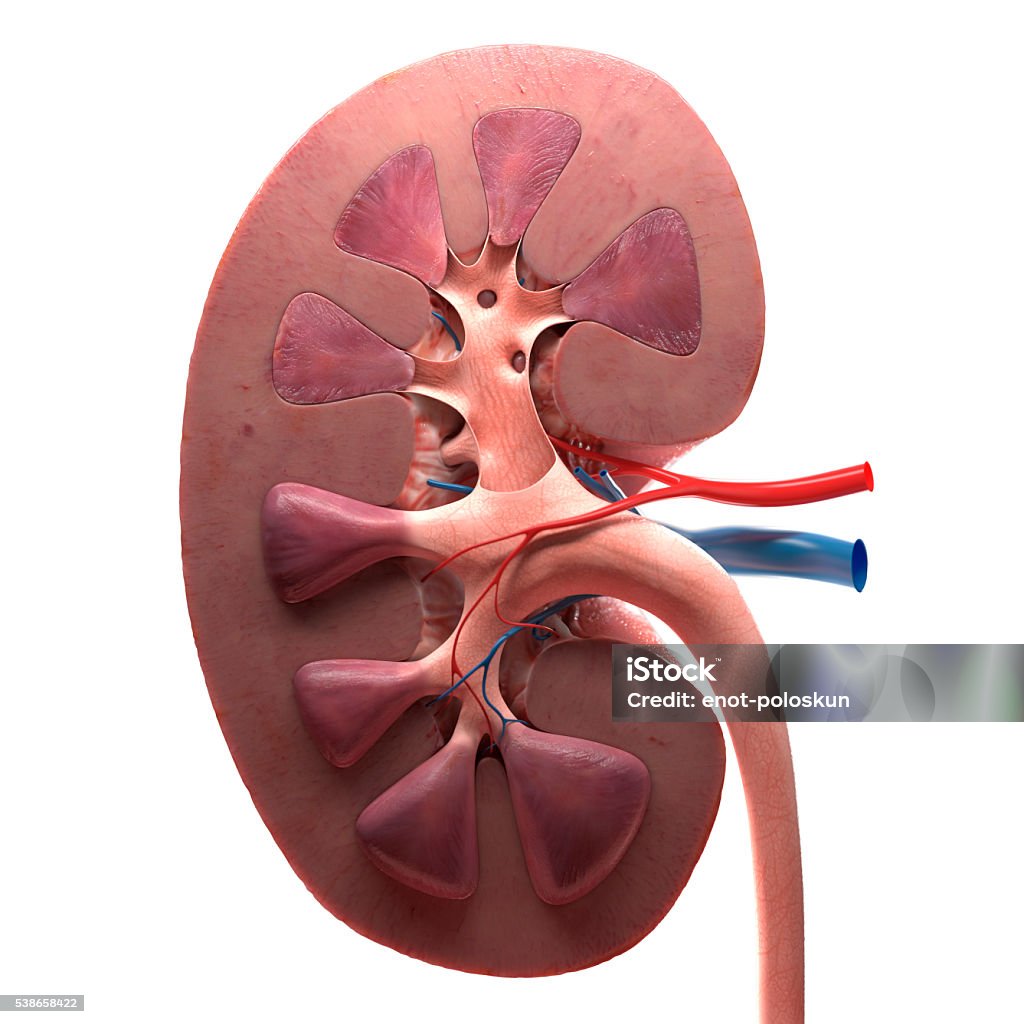 kidney 3d kidney on white background Three Dimensional Stock Photo