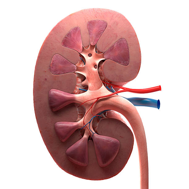 kidney stock photo