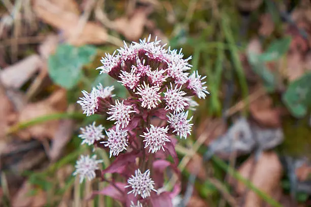 Butterbur in Spring