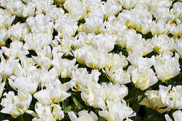 White tulips in blossom