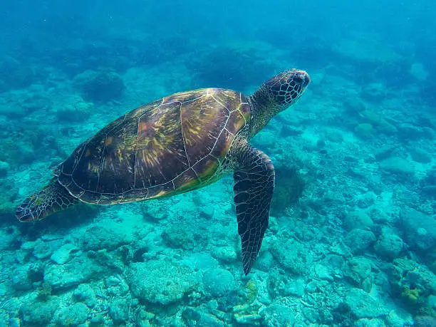 Photo of Sea turtle in blue water over coral reef