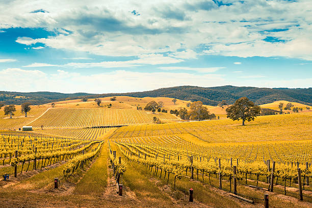 Wine valley in Barossa Picturesque wine valley in Barossa, South Australia. Color-toning effect appplied adelaide stock pictures, royalty-free photos & images