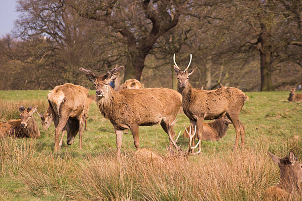 istock Deers in Richmond Queens’ Park in London 538663058