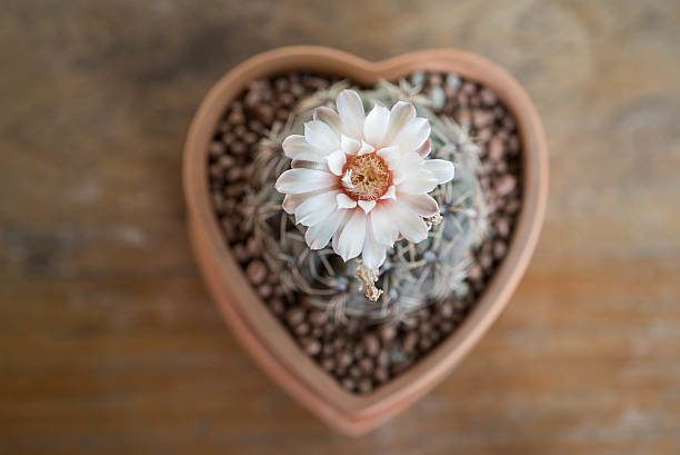цветок кактуса pot в глины, gymnocalycium - cactus spine стоковые фото и изображения