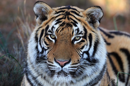 Closeup Portrait shot of a Bengal Tiger