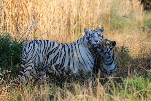 Black and White and Color Cat Expression Opposite Images