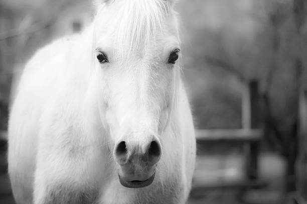 istock close up of a white horse. 538669732