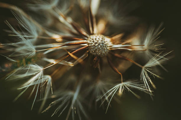 Dandelion detail A detail of a dandelion pappus stock pictures, royalty-free photos & images
