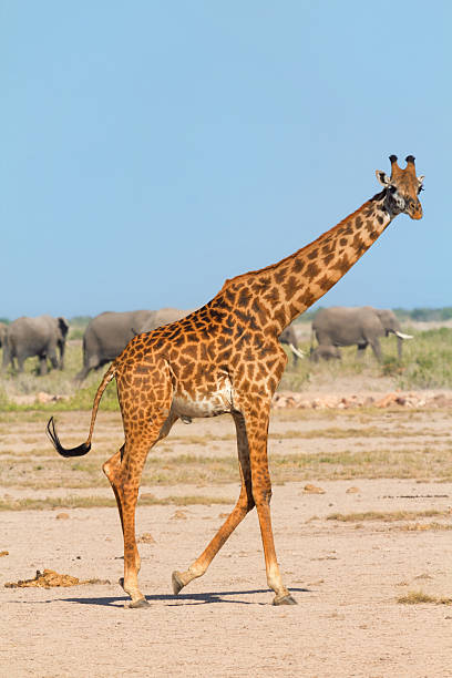 istock Giraffe in Amboseli, Kenya 538673248