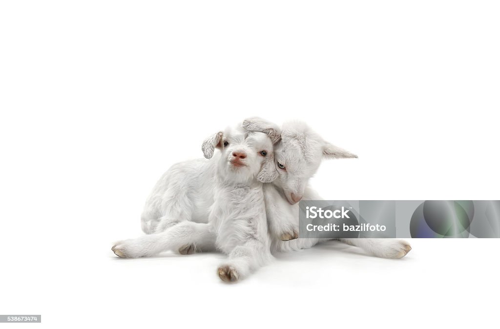 two goat two goat kid ( 7 day ) isolated on white Goat Stock Photo