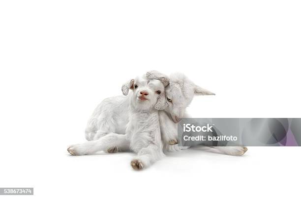 Two Goat Stock Photo - Download Image Now - Goat, Agriculture, Animal