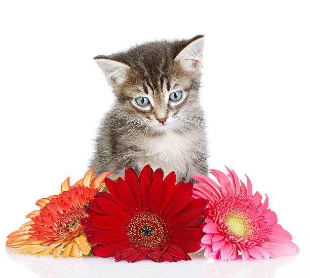 istock kitten in flowers. isolated on white background 538673842
