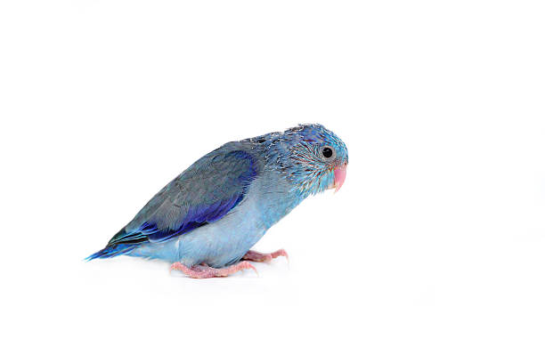 istock Cute Baby Pacific Parrotlet, Forpus coelestis, perched against  white background 538674004