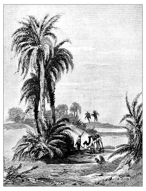 antike abbildung von desert oasis von shur - sahara stock-grafiken, -clipart, -cartoons und -symbole