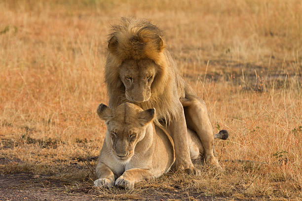 istock Mating lions in Masai Mara 538674762