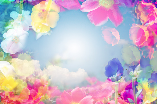 Abstract colored with beautiful Moss Rose flowers and soft hues. on the blue sky background.