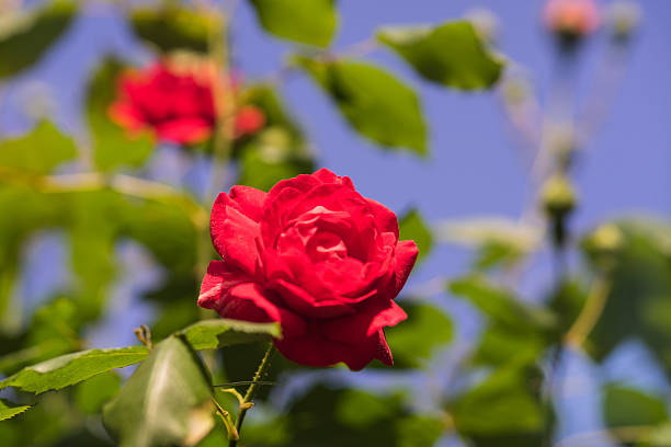 istock Beautiful red rose and blue sky 538675014
