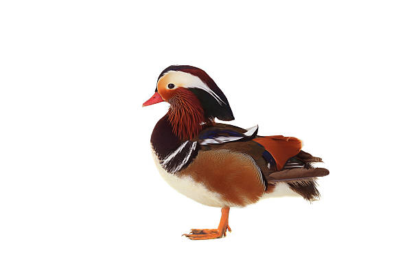 istock male mandarin duck 538675724