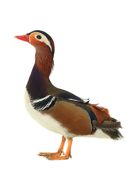 istock male mandarin duck 538675774