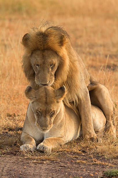 istock Mating lions in Masai Mara 538675880