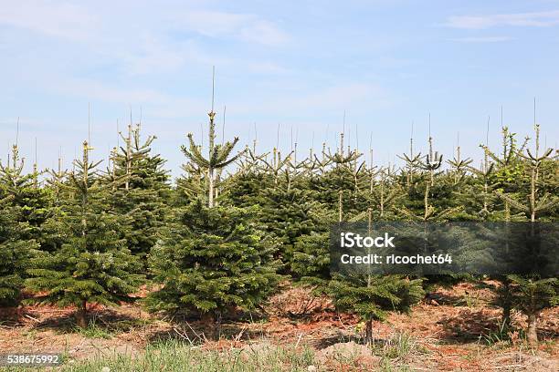 Foto de Abetodocáucaso Plantation Na Dinamarca e mais fotos de stock de Abeto-do-cáucaso - Abeto-do-cáucaso, Árvore de Natal, Adulto maduro