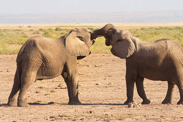 istock Elephants playing in Amboseli, Kenya 538676134