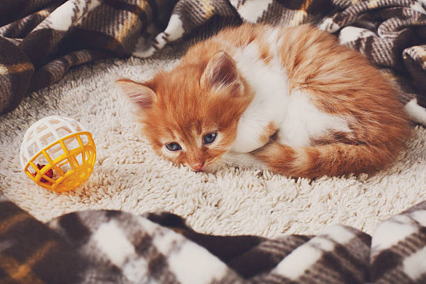 istock Red orange kitten at blue wood 538676338