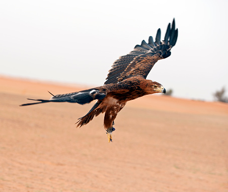 A Harris Hawk raptor, or bird of prey, used for traditional hunting and sport, flies with wings fully extended as it glides across the sandy desert floor - Arabian Desert, Dubai, UAE