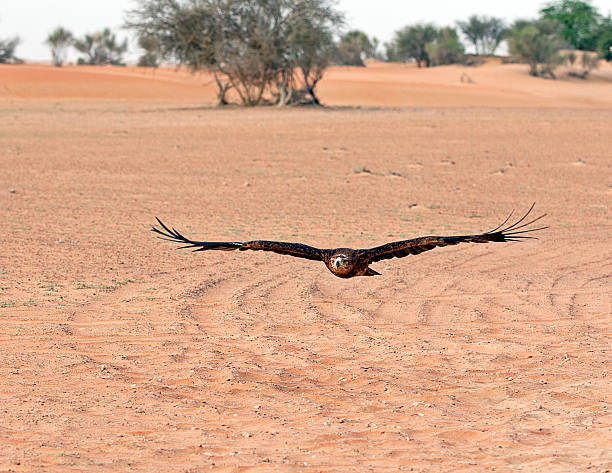 istock Harris Hawk in flight - Arabian Desert, Dubai, UAE 538676974