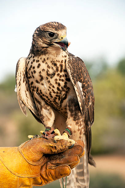istock Hawk hunt success - Arabian Desert, Dubai, UAE 538677064