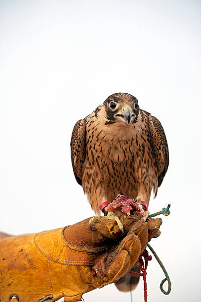 istock Hawk in hand - Arabian Desert, Dubai, UAE 538677150
