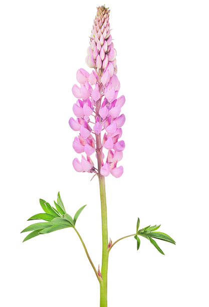 istock bright pink lupine flower isolated on white 538677606