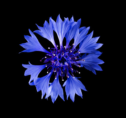 Cornflower from above on black background. Centaurea cyanus from the family Asteraceae, native in Europe. Macro photo.