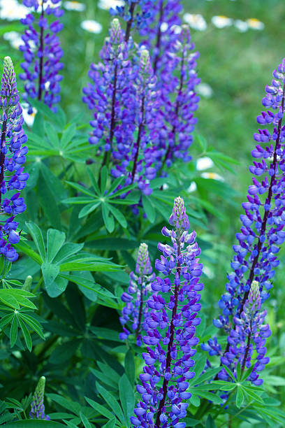istock Lupins and marguerites 538679540