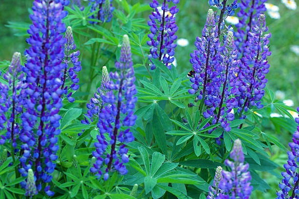 istock Lupins and marguerites 538679608