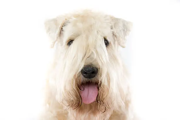 Front view of a typical soft coated wheaten terrier.