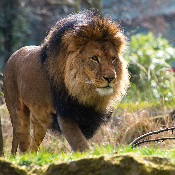 nahaufnahme von großen männlichen afrikanischen löwen auf schwarzem hintergrund - lion mane strength male animal stock-fotos und bilder