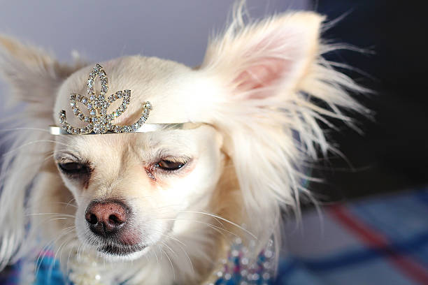 istock Chihuahua wearing crown 538681531