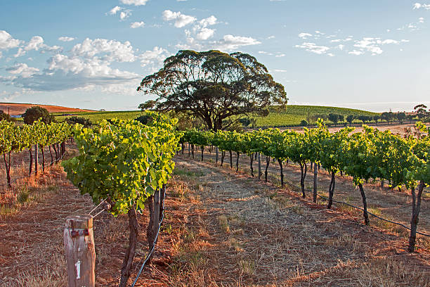 istock Barossa Valley Vineyard at Sunrise 538681829
