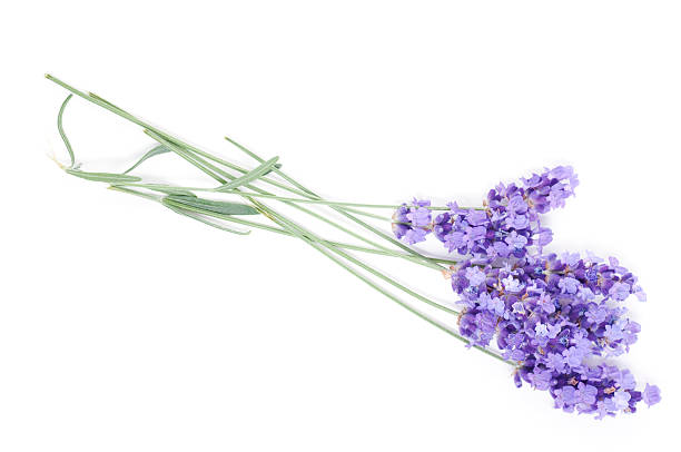 istock flowers of lavender on a white background 538681860