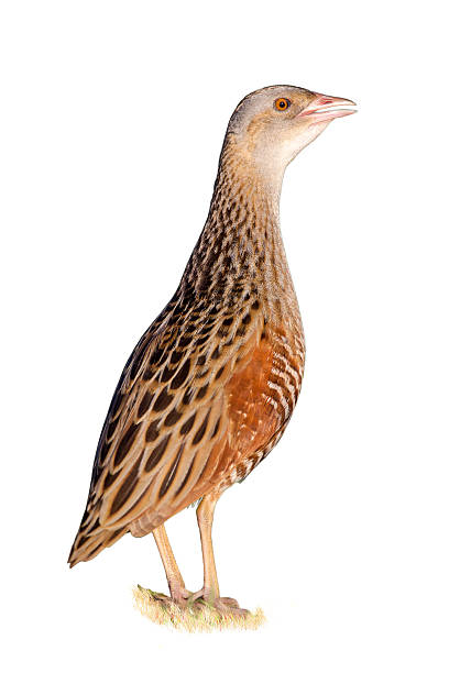 Bird a Corn crake isolated on the white Bird a Corn crake isolated on the white background corncrake stock pictures, royalty-free photos & images