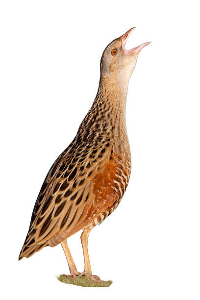 Bird a Corn crake isolated on the white Bird a Corn crake isolated on the white background corncrake stock pictures, royalty-free photos & images