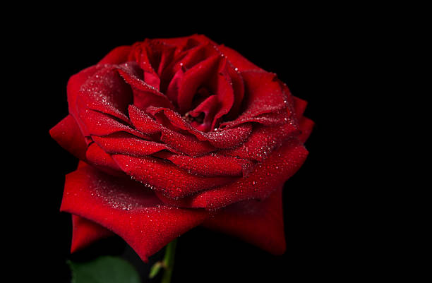 Red Rose On A Black Background Stock Photo - Download Image Now - Black  Background, Red, Rose - Flower - iStock
